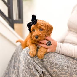 Gia - Red  female Goldendoodle puppy in Salem, Utah from Karmadoodlee