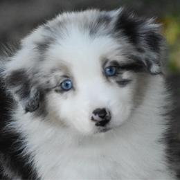 Sienna - Blue merle female Australian Shepherd puppy in Easton, Missouri from MMA Kennel