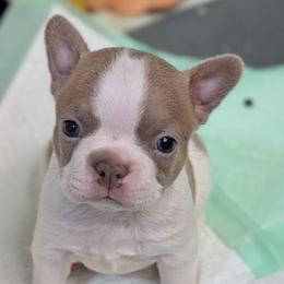 (On hold) Lilac splash female 3 - Lilac female Boston Terrier puppy in Oak Hills, California from All American Boston Terriers