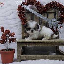 Joe (Larry) - Sable and white male Japanese Chin puppy in Johnson City, Tennessee from Erin & Friends Japanese Chin