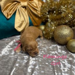 Flamingo - Red  female Goldendoodle puppy in Rockville, Minnesota from Bracha Poodles & Doodles