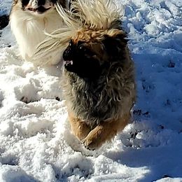 Captain Spaulding - Pekingese