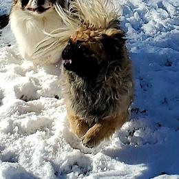 Captain Spaulding - Pekingese