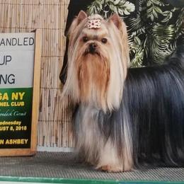 Yorkshire Terriers from Toybox Yorkies