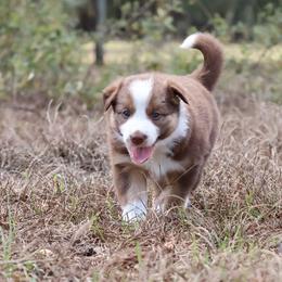 Border Collie Puppies from Sandhill Ranch Border Collies