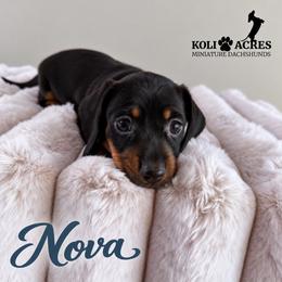 Nova - Lilac Collar - Black and tan female Dachshund puppy in Kemp, Texas from Koli Acres