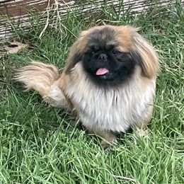 Leo - Pekingese