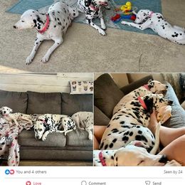 Dalmatian Puppies from Lone Star Dalmatians