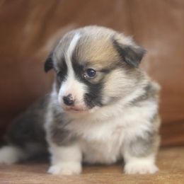 Pembroke Welsh Corgi Puppies from Ayers Acres Corgis