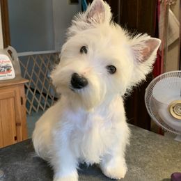 West Highland White Terrier All Grown Up from aquaBlanca