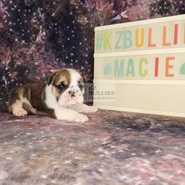 Macie - Red and white female Bulldog puppy in Hillsdale County, Michigan from KZ Bullies LLC