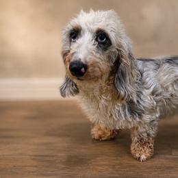 Flint - Dachshund