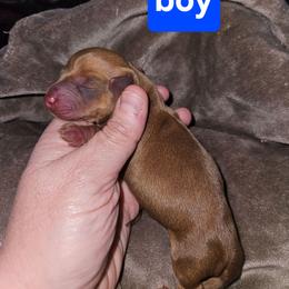 Boy 2 - Red male Dachshund puppy in Lansing, Michigan from Black Thunder 517 Cane Corso and Dachshunds and frenchies