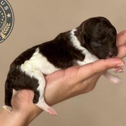Alba - Parti female Poodle puppy in Spring Hills, Florida from The Olympus Standard Poodle