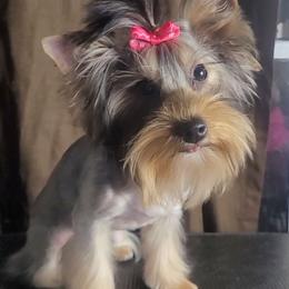 Starlight - Blue and gold female Yorkshire Terrier puppy in Houston, Texas from Little things