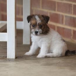 Ina Girl 4 - White and tan female Russell Terrier puppy in Middletown, Virginia from DBF Russell Terriers