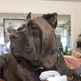 Kush - Cane Corso