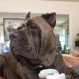 Kush - Cane Corso