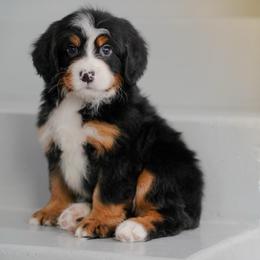 Ritz - Tri-color male Bernedoodle puppy in Dundee, Ohio from Down Home Doodle