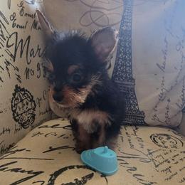 Blue Boy - Black and tan male Yorkshire Terrier puppy in St. Louis, Missouri from Yorkieville - Shih Tzu Nation