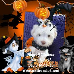 Angel - White female Maltese puppy in Silverhill, Alabama from Malteseuluv’s Tiny Treasurers