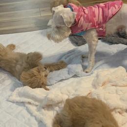 Miniature Schnauzer Puppies from Laurel Crown Schnauzers