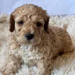 Oak- male 1 - Red male Cockapoo puppy in Mountain View, Missouri from Gastineau Doodles