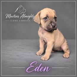 Eden - Fawn female Cane Corso puppy in Elkhart, Indiana from Martins Almighty Cane Corsos