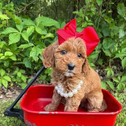 Rose - Red female Bernedoodle puppy in Calico Rock, Arkansas from Cottrell’s Poodles & Doodles