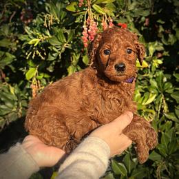 Purple Collar Girl - Red  female Poodle puppy in Modesto, California from Dry Creek Poodles