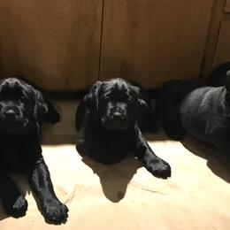 Labrador Retriever Puppies from GreenGate Labs