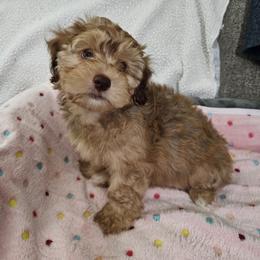 Havapoo Puppies from Derbyville Havapoos