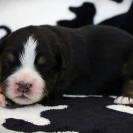 Gus - Black tri male Miniature Australian Shepherd puppy in Menomonee Falls, Wisconsin from Hunt N Oaks