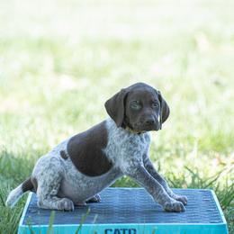 German Shorthaired Pointer and Vizsla Puppies from Nosam Kennels