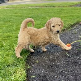Goldendoodle Puppies from Copper Doodle Tails
