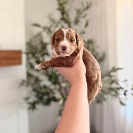 Ember - Red  female Goldendoodle puppy in Vancouver, Washington from Blissful Doodles