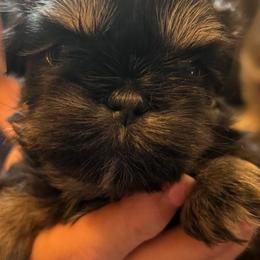 Girl 3 - Black and tan female Shih Tzu puppy in Norris City, Illinois from Dainty and Darling Shih Tzu