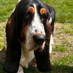Khaleesi - Basset Hound
