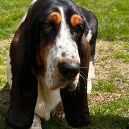Khaleesi - Basset Hound