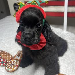 John Darling - Black male Cocker Spaniel puppy in Moreno Valley, California from Joker Karr’s