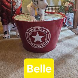 Belle - White and black female Dalmatian puppy in Katy, Texas from Lone Star Dalmatians