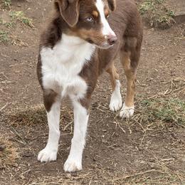Miniature American Shepherd puppies from Southern Promise Aussie’s