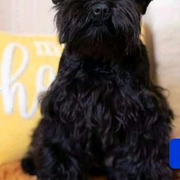 Miniature Schnauzers from Selene's Schnauzers