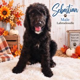Double Doodle, Goldendoodle, and Labradoodle Puppies from Godley Doodles Of Texas