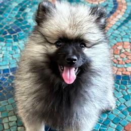 Keeshond and Pomeranian Puppies from Mary Schooner