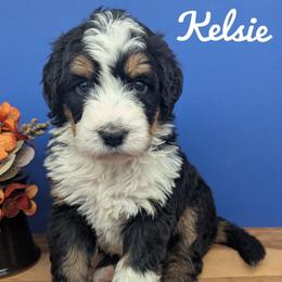 Kelsey - Tri-color female Bernedoodle puppy in Lancaster, Minnesota from Richardville Hunde