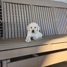 Gavin - Yellow male Labrador Retriever puppy in Woodburn, Indiana from Marlene's Labrador Retrievers