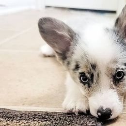 American Corgis and Pembroke Welsh Corgis from Boba Tea Corgis