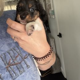 Dachshund Puppies from TS Dachshunds