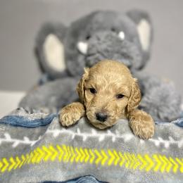 Cockapoo and Goldendoodle Puppies from Capital Doodles